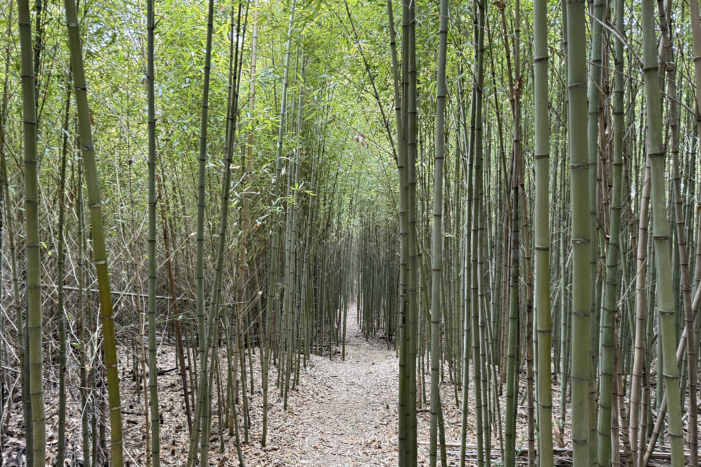 竹林