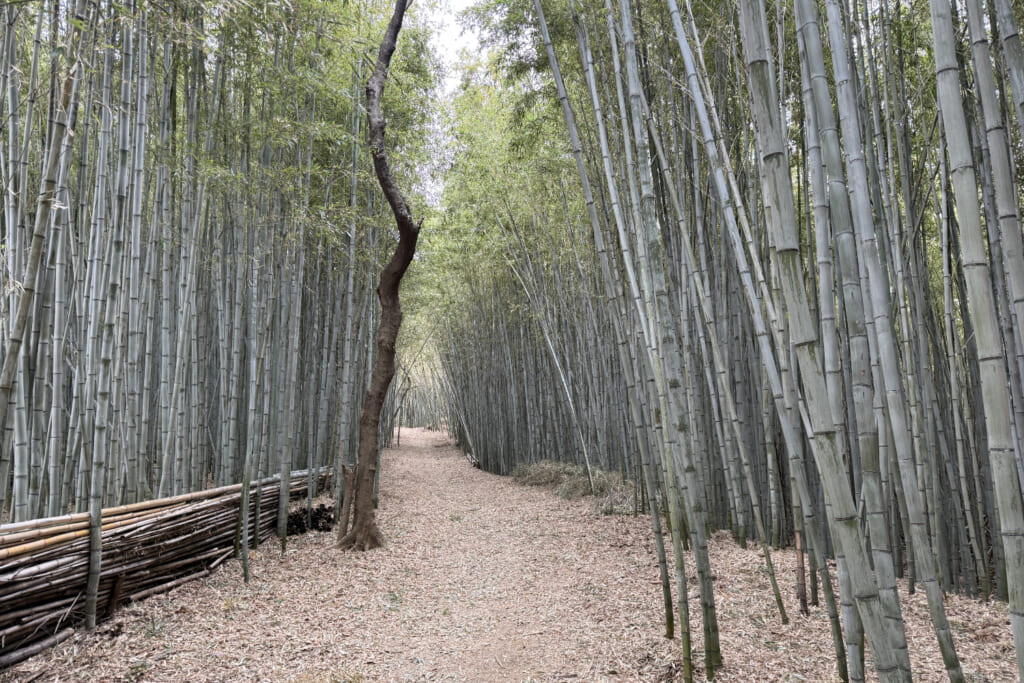 燈籠地山付近の竹林