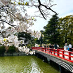 【画像】小田原城址で春爛漫ソメイヨシノが満開！　桜、桜、桜で締めは「かまぼこの鈴廣」で小田原旅を満喫 〜 画像1