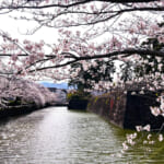 【画像】小田原城址で春爛漫ソメイヨシノが満開！　桜、桜、桜で締めは「かまぼこの鈴廣」で小田原旅を満喫 〜 画像1