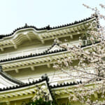 【画像】小田原城址で春爛漫ソメイヨシノが満開！　桜、桜、桜で締めは「かまぼこの鈴廣」で小田原旅を満喫 〜 画像1
