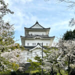 【画像】小田原城址で春爛漫ソメイヨシノが満開！　桜、桜、桜で締めは「かまぼこの鈴廣」で小田原旅を満喫 〜 画像1