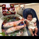 【画像】狙うはお食い初めの鯛！  過酷すぎる激荒の釣行で幻の超高級魚ゲットに視聴者も驚きと大興奮が止まない 〜 画像1