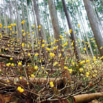 【画像】丹沢に春の訪れを告げる！　人気登山系YouTuberに元横綱など多彩なゲストを迎えた「秦野丹沢まつり」＆「第69回山開き式」ルポ 〜 画像1
