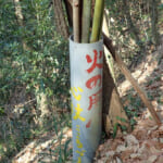 【画像】日本一美しいハイキングコースは伊達じゃなかった！　富岡アルプスの九連峰を歩く 〜 画像1