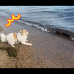 【画像】愛犬＆愛猫と一緒にキャンプを満喫！　琵琶湖の格安キャンプ場で過ごす絶景とキャンプ飯グルメ旅に癒やされる 〜 画像1