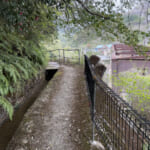 【画像】山名の由来は平安時代の悲劇から？　数年前に大崩壊した「ゴルジュ」の現状をルポ 〜 画像1