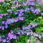 【画像】ウチの庭に紫陽花が咲いた！　鉢ごと庭に放置で毎年6月の鑑賞が楽しみに 〜 画像1