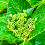 【画像】ウチの庭に紫陽花が咲いた！　鉢ごと庭に放置で毎年6月の鑑賞が楽しみに 〜 画像1