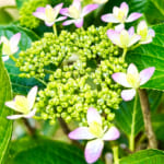 【画像】ウチの庭に紫陽花が咲いた！　鉢ごと庭に放置で毎年6月の鑑賞が楽しみに 〜 画像1