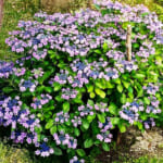 【画像】ウチの庭に紫陽花が咲いた！　鉢ごと庭に放置で毎年6月の鑑賞が楽しみに 〜 画像1