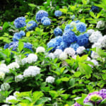【画像】ウチの庭に紫陽花が咲いた！　鉢ごと庭に放置で毎年6月の鑑賞が楽しみに 〜 画像1