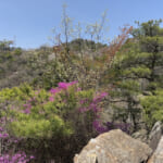 【画像】険しく猛々しい山には「岳」の名が付く！　六甲山地唯一の山“標高565,6m”の「ゴロゴロ岳」登山 〜 画像1