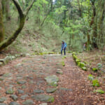 【画像】新緑まばゆい箱根峠越え！　石畳を敷かせた家康は偉大だった「旧東海道28km」を歩く 〜 画像1
