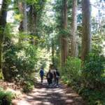 【画像】新緑まばゆい箱根峠越え！　石畳を敷かせた家康は偉大だった「旧東海道28km」を歩く 〜 画像1