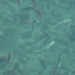 【画像】漁港に数万匹の魚群が発生!?　魚だらけの海面に餌を投げ込むも意外な結果やいかに！ 〜 画像1