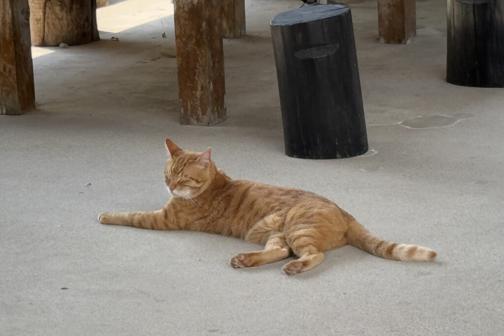 猫