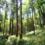 【画像】横浜の原風景を残す北の森にあるご当地百名山！　広大な園内散策路はタフなアップダウンの連続だった 〜 画像1