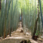 【画像】横浜の原風景を残す北の森にあるご当地百名山！　広大な園内散策路はタフなアップダウンの連続だった 〜 画像1