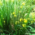 【画像】横浜の原風景を残す北の森にあるご当地百名山！　広大な園内散策路はタフなアップダウンの連続だった 〜 画像1