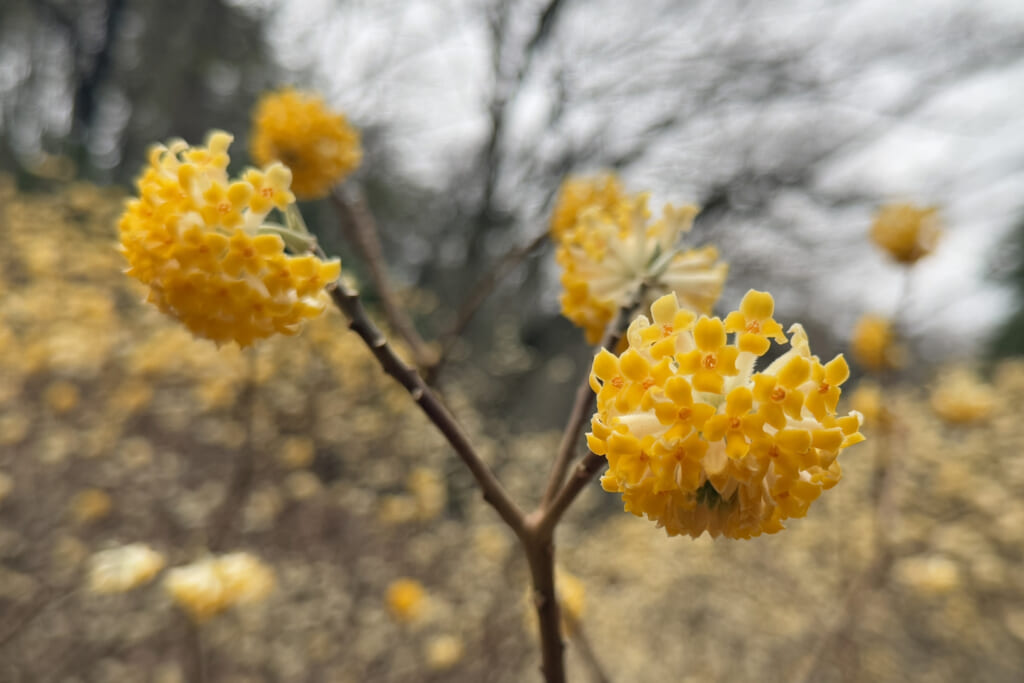 花アップ