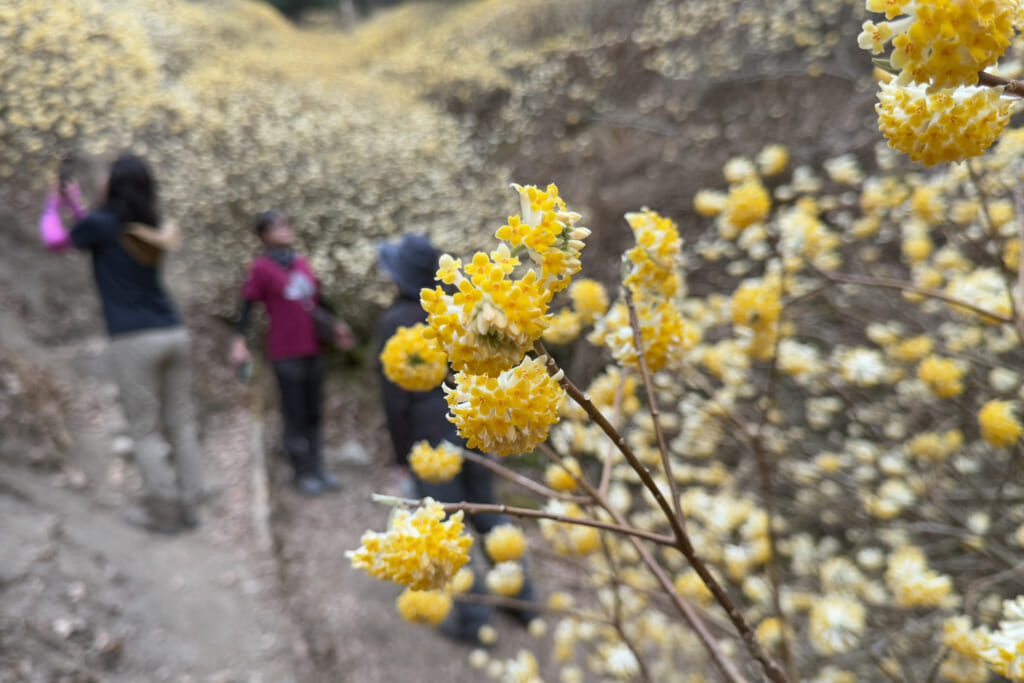 花と人