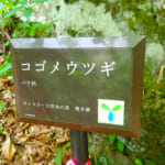 【画像】奥多摩三山の名峰「大岳山」！　涼やかな滝と沢沿いルートで混雑回避の夏山ハイクを満喫 〜 画像1