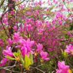 【画像】奥多摩三山の名峰「大岳山」！　涼やかな滝と沢沿いルートで混雑回避の夏山ハイクを満喫 〜 画像1