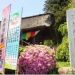 【画像】境内の裏山に20種類ものツツジが自生！　都内随一の名所「塩船観音つつじ園」でヤマツツジを愛でる 〜 画像1