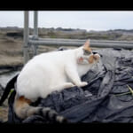 【画像】ドゥカティで三浦半島最南端トリップ！　海とご飯と可愛い猫に癒やされる休日バイク旅に視聴者から「行ってみたい！」のコメントが溢れる 〜 画像1