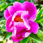 【画像】家の庭に地植えしたシャクヤクの花が咲いた！　GWから見頃を迎えたその美しい姿を愛でる 〜 画像1