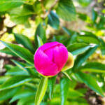 【画像】家の庭に地植えしたシャクヤクの花が咲いた！　GWから見頃を迎えたその美しい姿を愛でる 〜 画像1