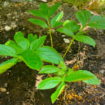 【画像】家の庭に地植えしたシャクヤクの花が咲いた！　GWから見頃を迎えたその美しい姿を愛でる 〜 画像1