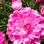 【画像】家の庭に地植えしたシャクヤクの花が咲いた！　GWから見頃を迎えたその美しい姿を愛でる 〜 画像1