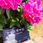 【画像】家の庭に地植えしたシャクヤクの花が咲いた！　GWから見頃を迎えたその美しい姿を愛でる 〜 画像1