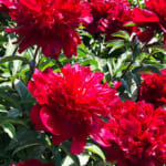 【画像】家の庭に地植えしたシャクヤクの花が咲いた！　GWから見頃を迎えたその美しい姿を愛でる 〜 画像1