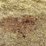 【画像】知らないと大やけどの危険も!?　「焚き火」の正しい消火方法と意外なNG行為とは 〜 画像1