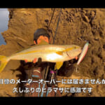 【画像】対馬リベンジ釣行の結果やいかに？　現地調達のエサでゲットした高級魚を10日間熟成させた「しゃぶしゃぶ」が絶品過ぎた 〜 画像1