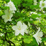 【画像】純白の「シロヤシオ」を愛でに西丹沢へ！　ハイカーも少ない畦ヶ丸の白と紫の共演が絶景かな 〜 画像1