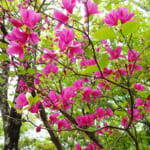 【画像】純白の「シロヤシオ」を愛でに西丹沢へ！　ハイカーも少ない畦ヶ丸の白と紫の共演が絶景かな 〜 画像1