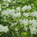 【画像】純白の「シロヤシオ」を愛でに西丹沢へ！　ハイカーも少ない畦ヶ丸の白と紫の共演が絶景かな 〜 画像1