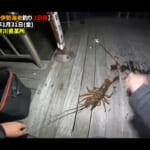 【画像】イカの塩辛で伊勢海老を爆釣!?　夕まずめの穴釣りで高級食材が続々……豪勢な旨味三昧の食卓に視聴者も大興奮 〜 画像1