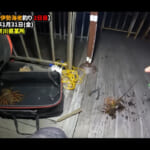 【画像】イカの塩辛で伊勢海老を爆釣!?　夕まずめの穴釣りで高級食材が続々……豪勢な旨味三昧の食卓に視聴者も大興奮 〜 画像1