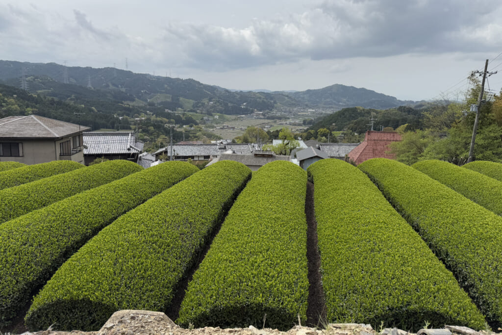 茶畑1