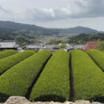【画像】一面の茶畑に癒されるのどかな山道の先にあるのは？　役小角が見守るスリリングな岩場で修行 〜 画像1