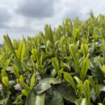【画像】一面の茶畑に癒されるのどかな山道の先にあるのは？　役小角が見守るスリリングな岩場で修行 〜 画像1