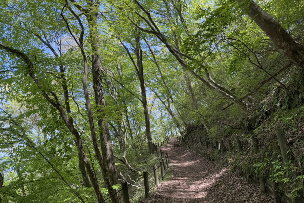新緑の登山道