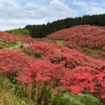 【画像】「一目百万本」紅色の絨毯のようなヤマツツジの競演！　大阪、奈良の県境に佇む大和葛城山へ 〜 画像1