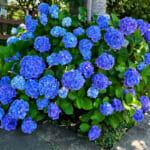【画像】紫陽花と湘南の絶景を堪能！　江の島中津宮の水琴窟で美しい音色の涼に包まれる 〜 画像1