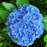 【画像】紫陽花と湘南の絶景を堪能！　江の島中津宮の水琴窟で美しい音色の涼に包まれる 〜 画像1
